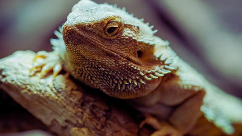Bearded Dragons