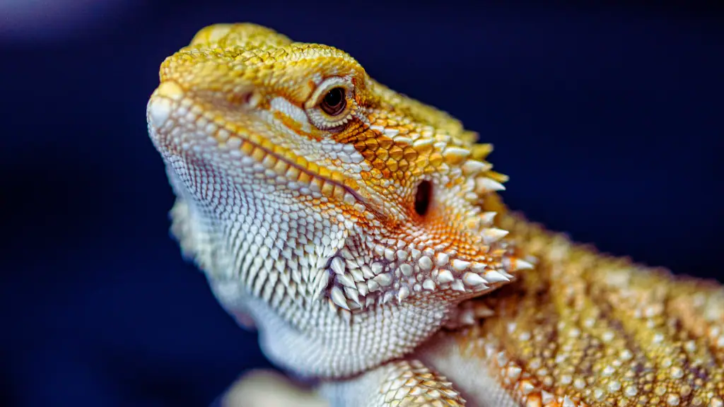 Common Mistakes Bearded Dragon