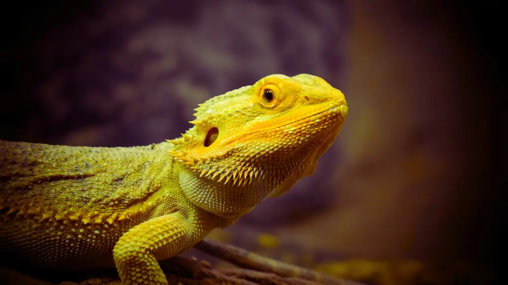 Common Mistakes Bearded Dragon