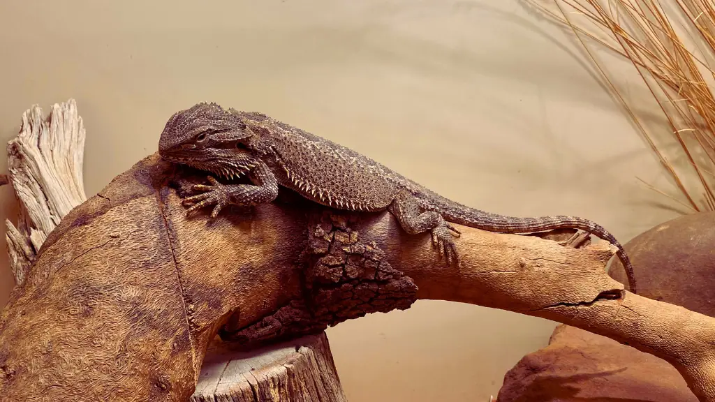 Common Mistakes Bearded Dragon