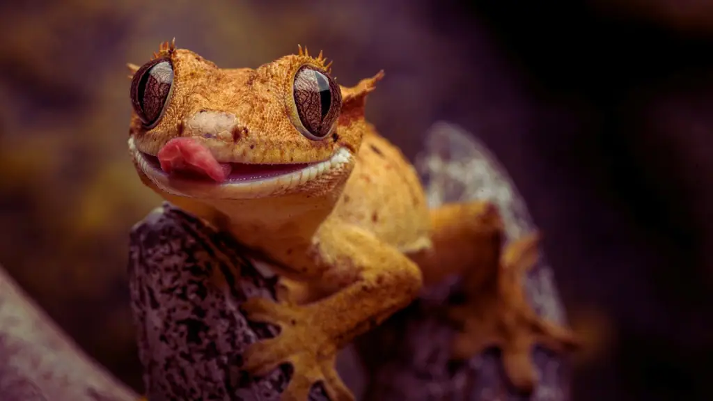 Crested Geckos
