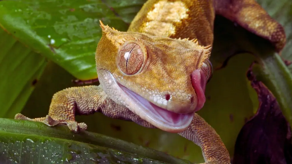 Crested Geckos