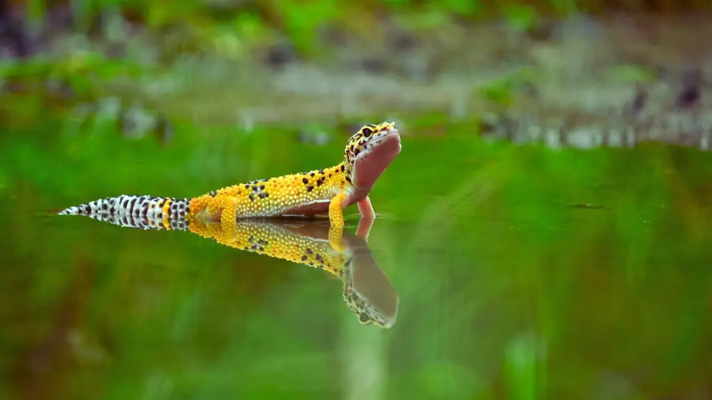 Crested Geckos