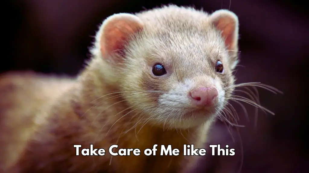 Ferrets