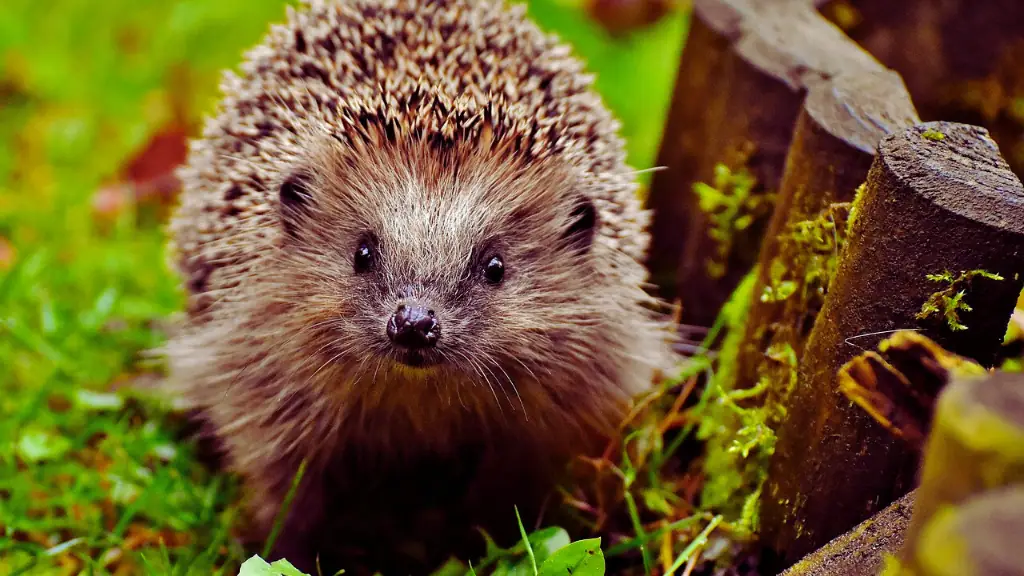 Hedgehog