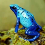 Poison Dart Frogs