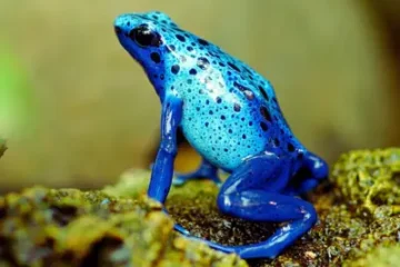 Poison Dart Frogs