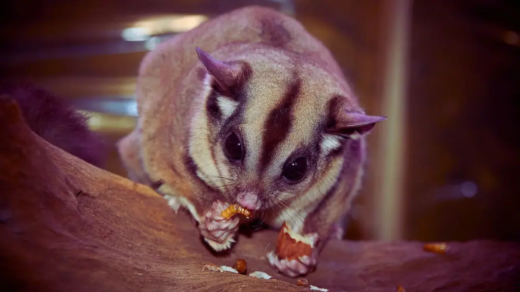 Sugar gliders