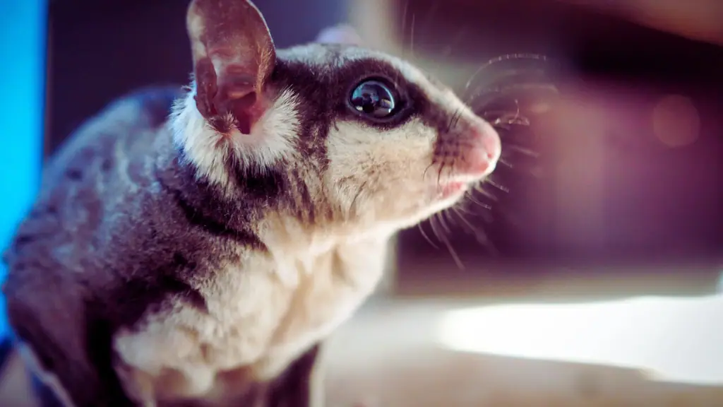 Sugar gliders