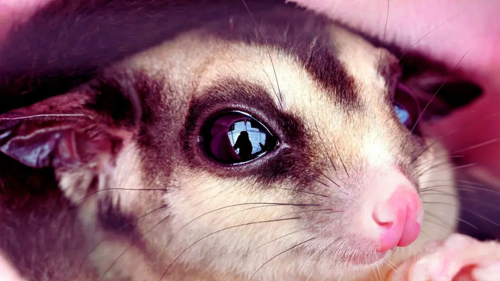 Sugar gliders