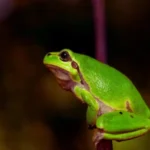 What Plants Do Tree Frogs Use