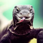 Komodo dragon